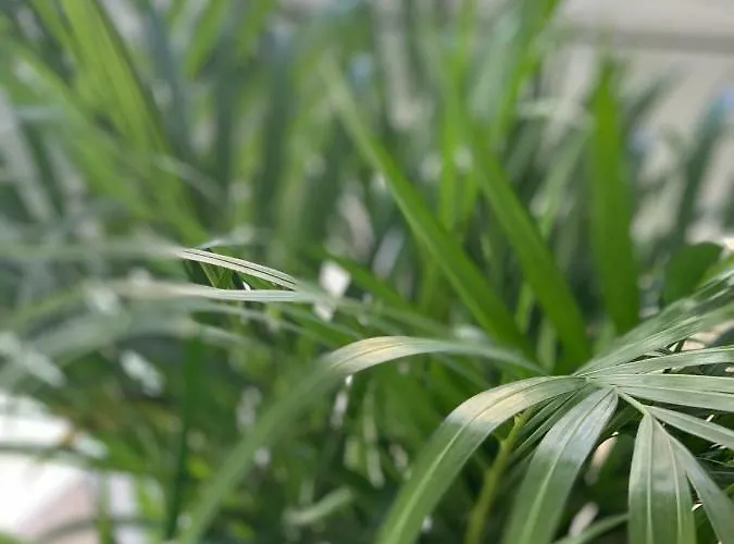 Oktheway Coruna Historic Center Appartement